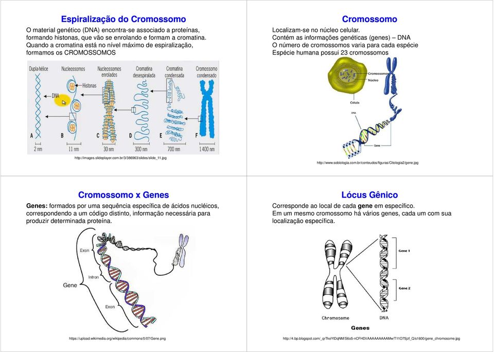 Contém as informações genéticas (genes) DNA O número de cromossomos varia para cada espécie Espécie humana possui 23 cromossomos http://images.slideplayer.com.br/3/386963/slides/slide_11.
