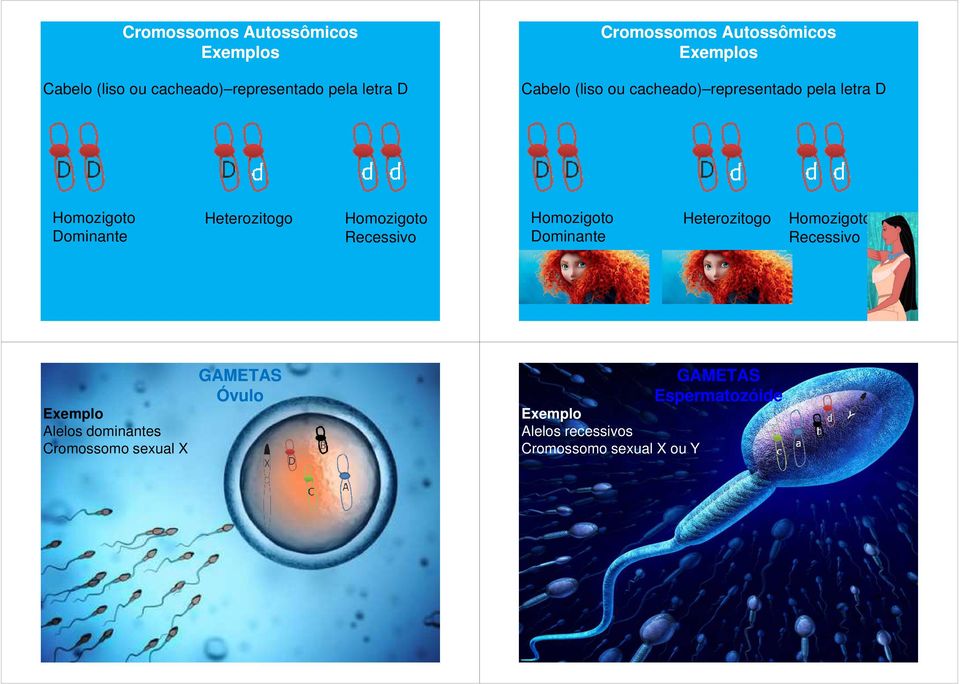 dominantes Cromossomo sexual X GAMETAS Óvulo GAMETAS
