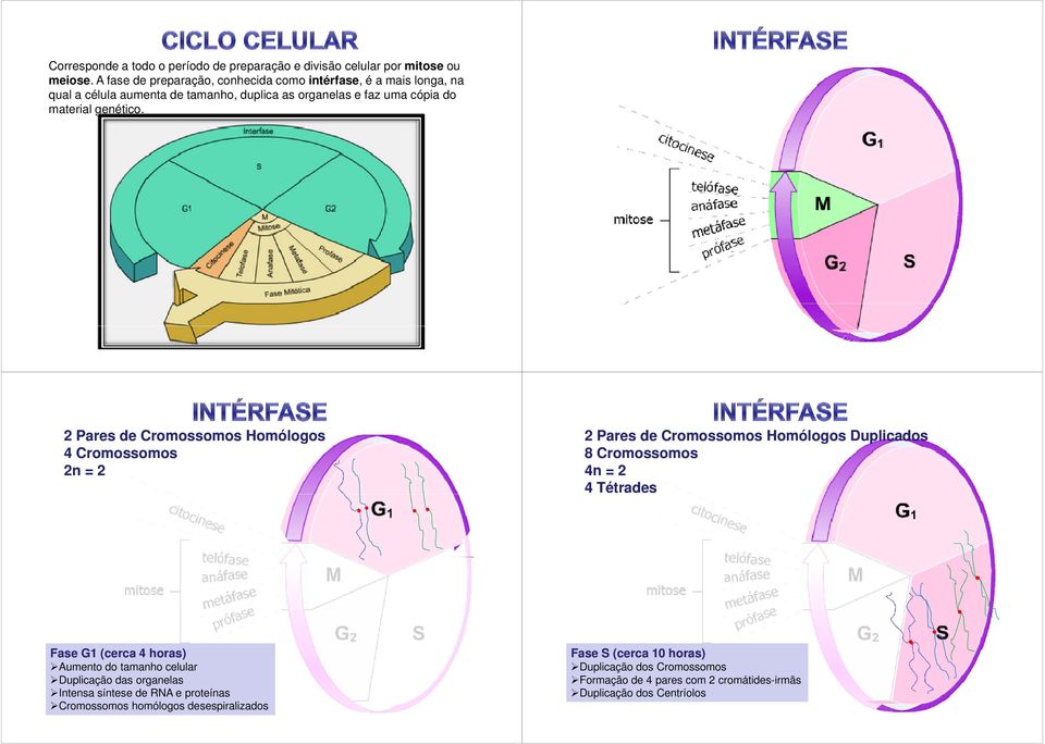 2 Pares de Cromossomos Homólogos 4 Cromossomos 2n = 2 2 Pares de Cromossomos Homólogos Duplicados 8 Cromossomos 4n = 2 4 Tétrades Fase G1 (cerca 4 horas)