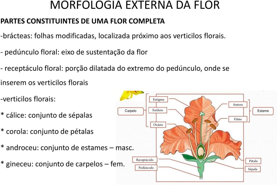 - pedúnculo floral: eixo de sustentação da flor - receptáculo floral: porção dilatada do extremo do pedúnculo,