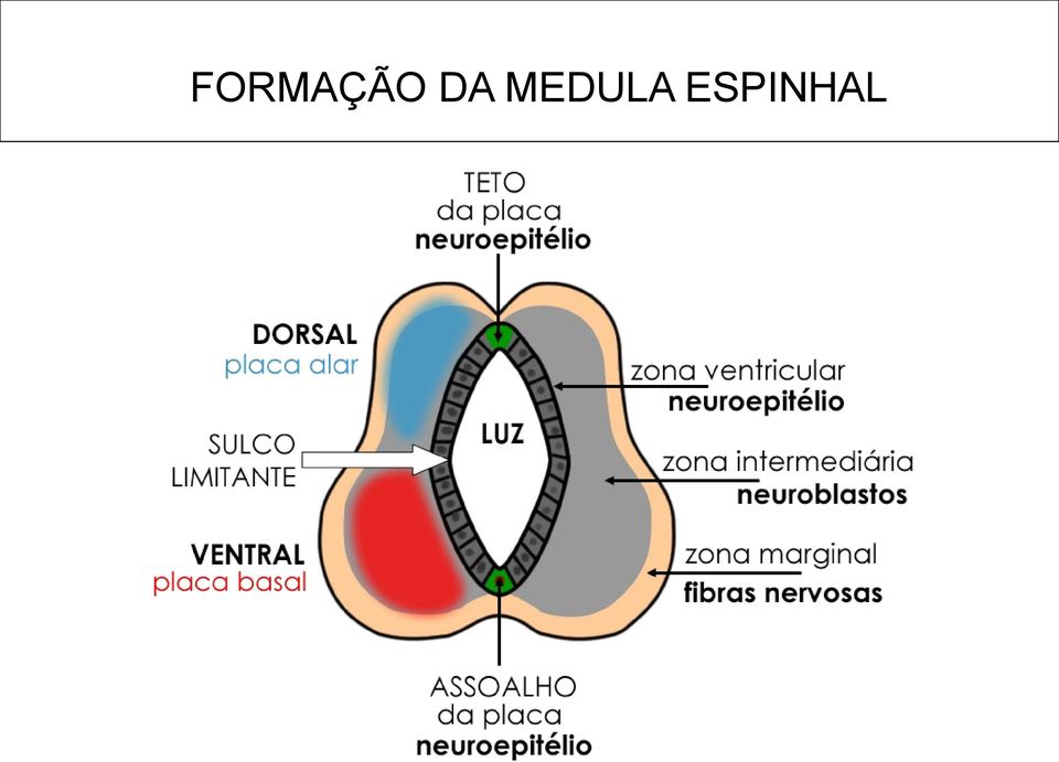 ESPINHAL