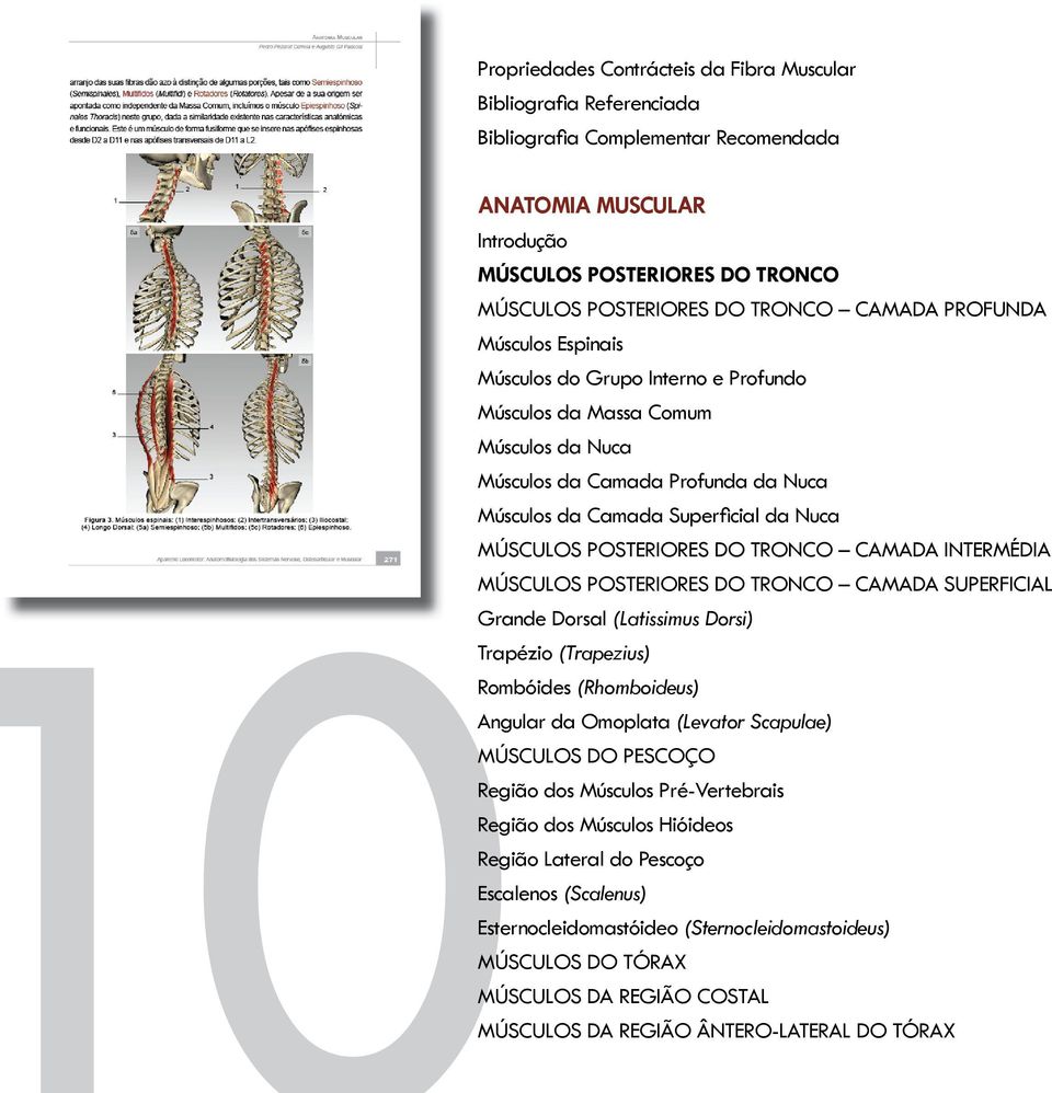 INTERMÉDIA MÚSCULOS POSTERIORES DO TRONCO CAMADA SUPERFICIAL Grande Dorsal (Latissimus Dorsi) Trapézio (Trapezius) Rombóides (Rhomboideus) Angular da Omoplata (Levator Scapulae) MÚSCULOS DO PESCOÇO