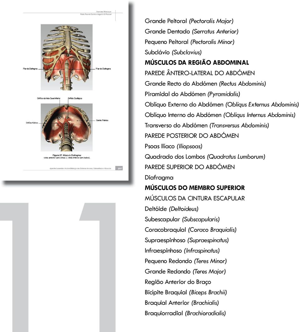 Abdómen (Transversus Abdominis) PAREDE POSTERIOR DO ABDÓMEN Psoas Ilíaco (Iliopsoas) Quadrado dos Lombos (Quadratus Lumborum) PAREDE SUPERIOR DO ABDÓMEN Diafragma MÚSCULOS DO MEMBRO SUPERIOR MÚSCULOS