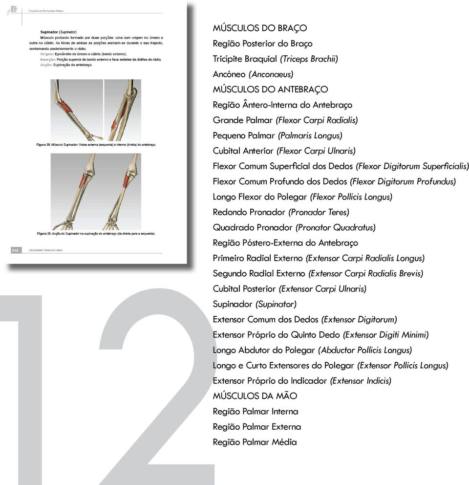 Profundus) Longo Flexor do Polegar (Flexor Pollicis Longus) Redondo Pronador (Pronador Teres) Quadrado Pronador (Pronator Quadratus) Região Póstero-Externa do Antebraço Primeiro Radial Externo