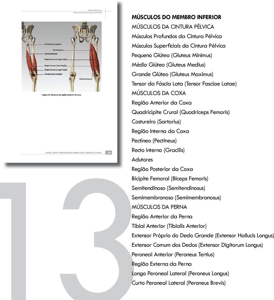 Coxa Pectíneo (Pectineus) Recto Interno (Gracilis) Adutores Região Posterior da Coxa Bicípite Femoral (Biceps Femoris) Semitendinoso (Semitendinosus) Semimembranoso (Semimembranosus) MÚSCULOS DA