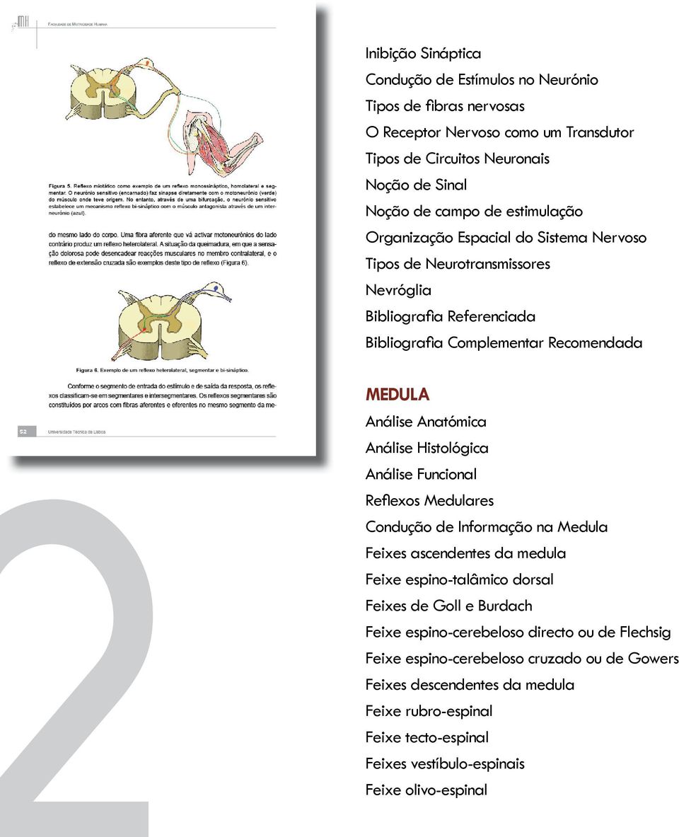 Funcional Refl exos Medulares Condução de Informação na Medula Feixes ascendentes da medula Feixe espino-talâmico dorsal Feixes de Goll e Burdach Feixe espino-cerebeloso
