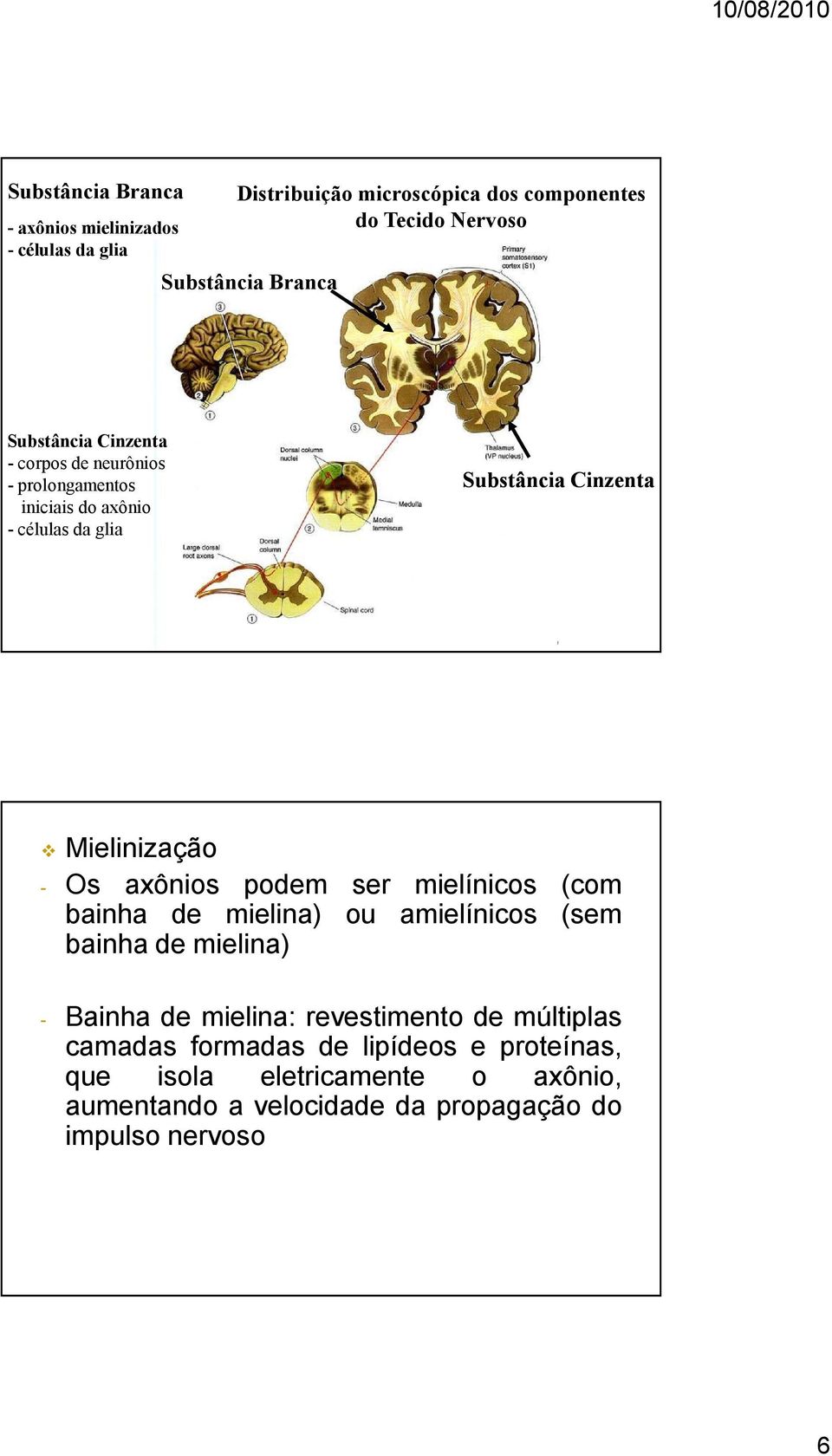 - Os axônios podem ser mielínicos (com bainha de mielina) ou amielínicos (sem bainha de mielina) - Bainha de mielina: revestimento de