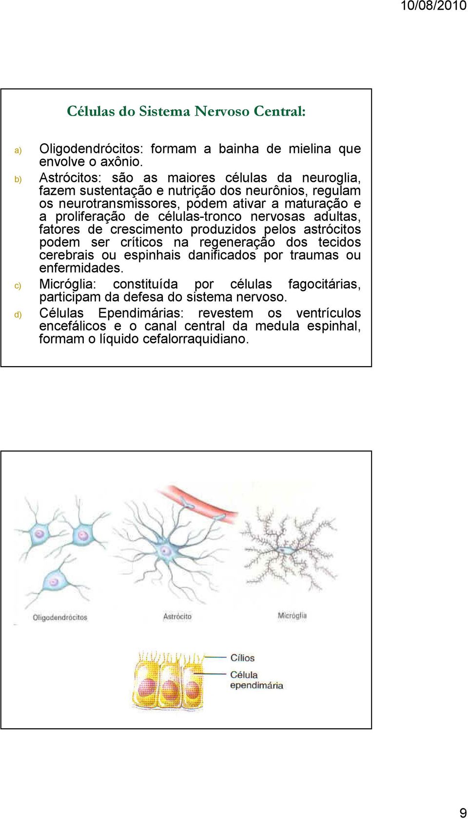 células-tronco nervosas adultas, fatores de crescimento produzidos pelos astrócitos podem ser críticos na regeneração dos tecidos cerebrais ou espinhais danificados por