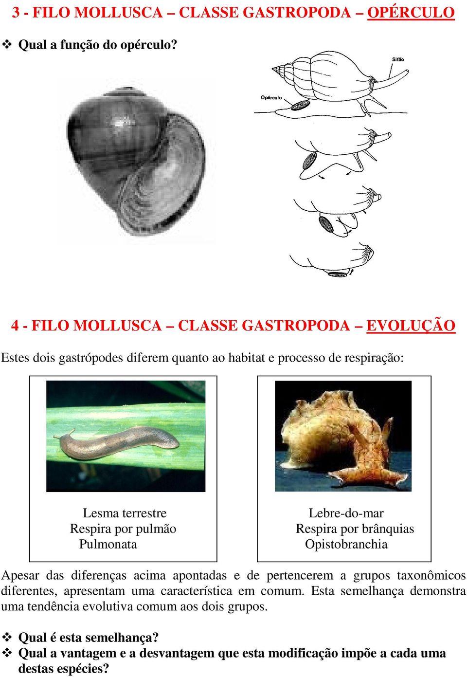 pulmão Pulmonata Lebre-do-mar Respira por brânquias Opistobranchia Apesar das diferenças acima apontadas e de pertencerem a grupos taxonômicos