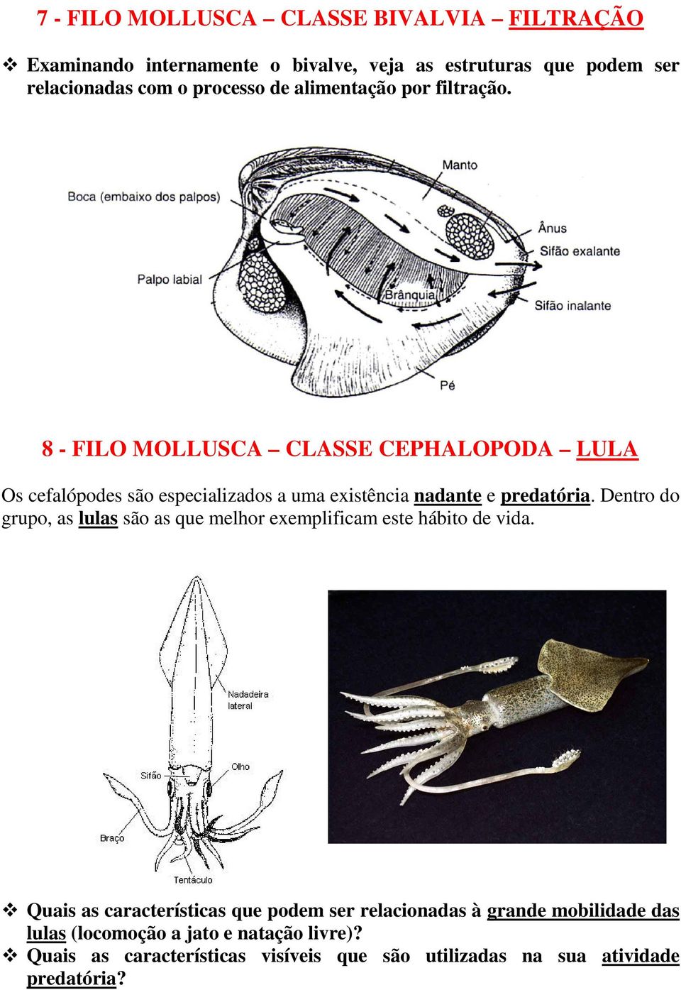 8 - FILO MOLLUSCA CLASSE CEPHALOPODA LULA Os cefalópodes são especializados a uma existência nadante e predatória.