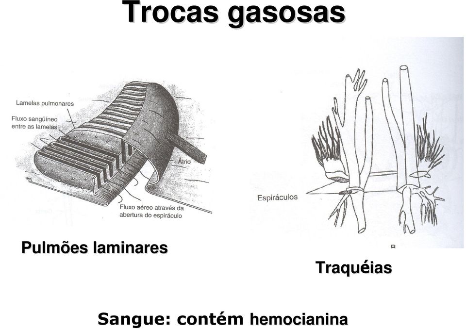 Pulmões