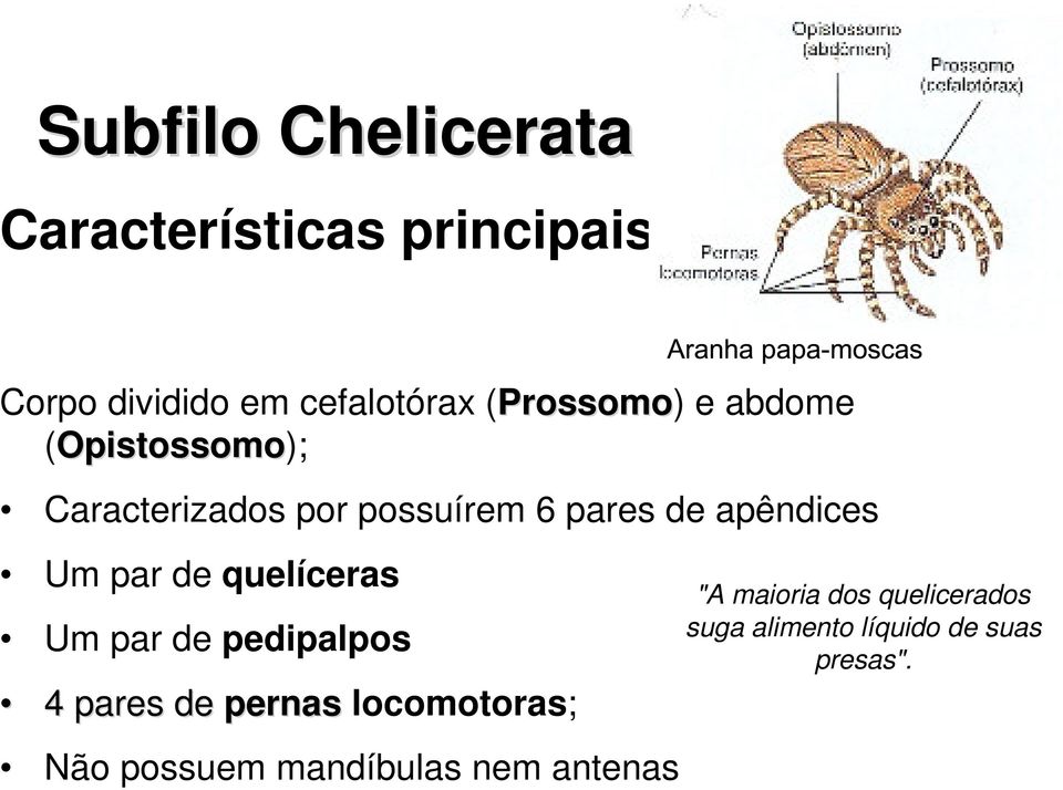 apêndices Um par de quelíceras Um par de pedipalpos 4 pares de pernas locomotoras;