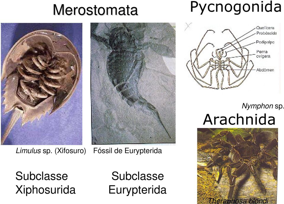 (Xifosuro) Fóssil de Eurypterida