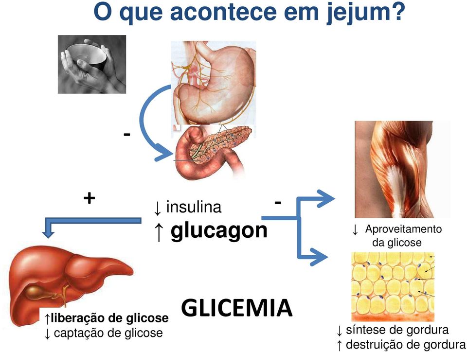 glicose liberação de glicose captação de