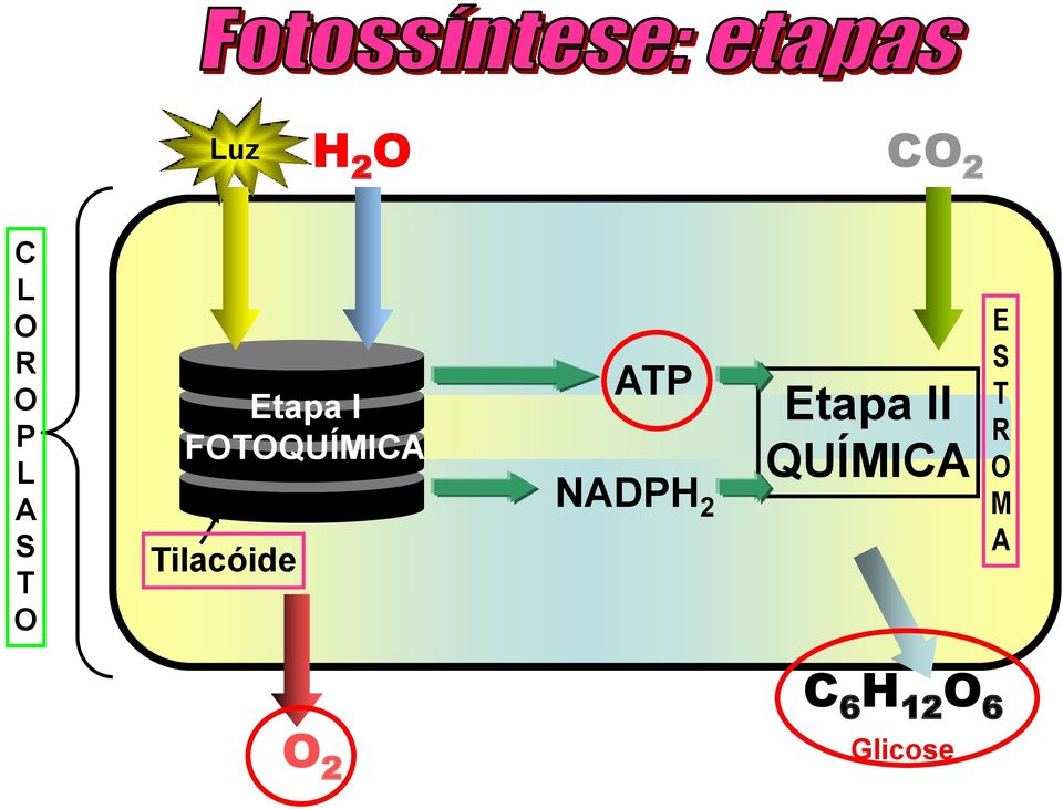 ATP NADPH 2 Etapa II QUÍMICA E S
