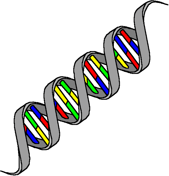 Genes - Elementos nucleares constituídos por DNA, responsáveis pela determinação e transmissão dos caracteres hereditários.