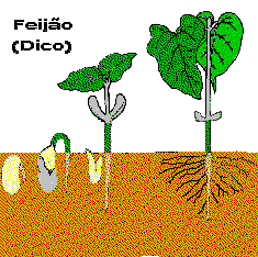 As sementes de monocotiledôneas possuem apenas um cotilédone e sua função é nutrir o embrião durante o seu desenvolvimento.