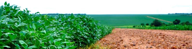 Chegamos à! No Giro da Safra II, percorremos as regiões produtoras de soja dos estados de para avaliar a situação das lavouras que estão sendo colhidas.