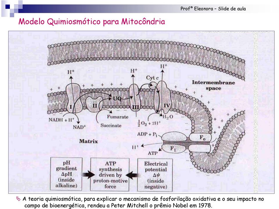 fosforilação oxidativa e o seu impacto no campo de