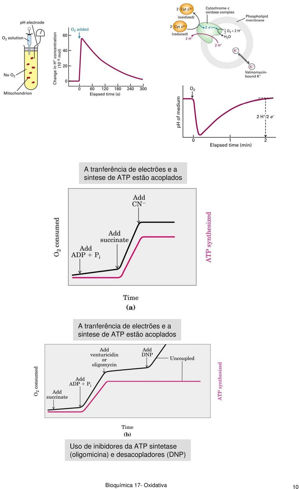 (oligomicina) e desacopladores (DNP) Bioquímica 17-