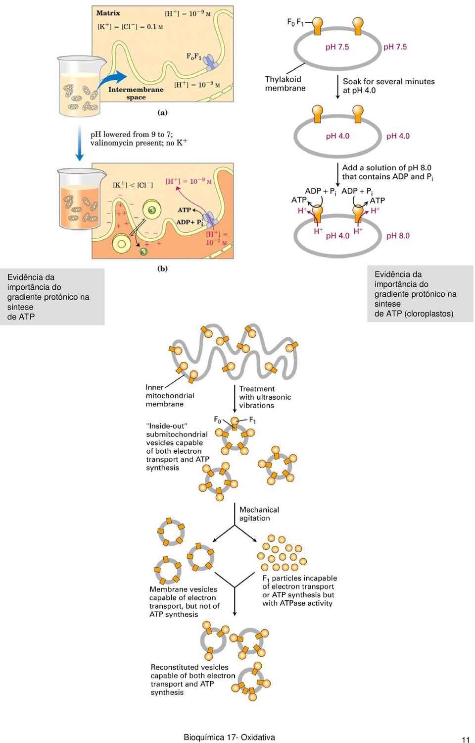 sintese de ATP (cloroplastos) Bioquímica