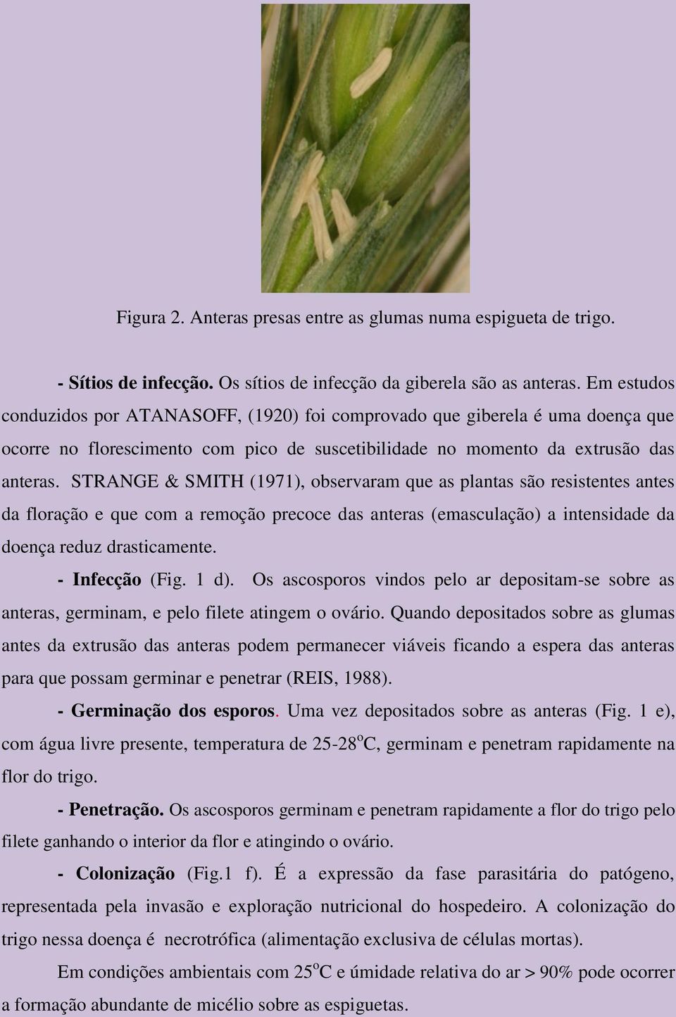 STRANGE & SMITH (1971), observaram que as plantas são resistentes antes da floração e que com a remoção precoce das anteras (emasculação) a intensidade da doença reduz drasticamente. - Infecção (Fig.