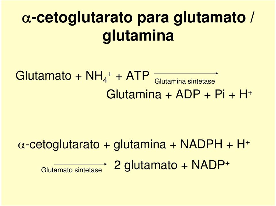 Glutamina + ADP + Pi + H + -cetoglutarato +