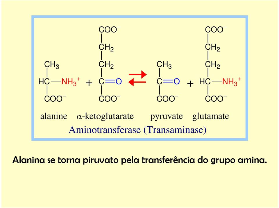 pyruvate glutamate Aminotransferase (Transaminase)