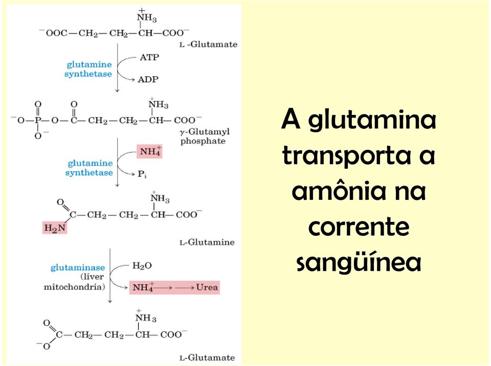 amônia na