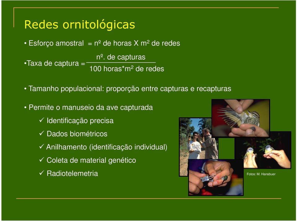 recapturas Permite o manuseio da ave capturada Identificação precisa Dados biométricos