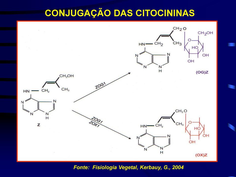 Fonte: Fisiologia