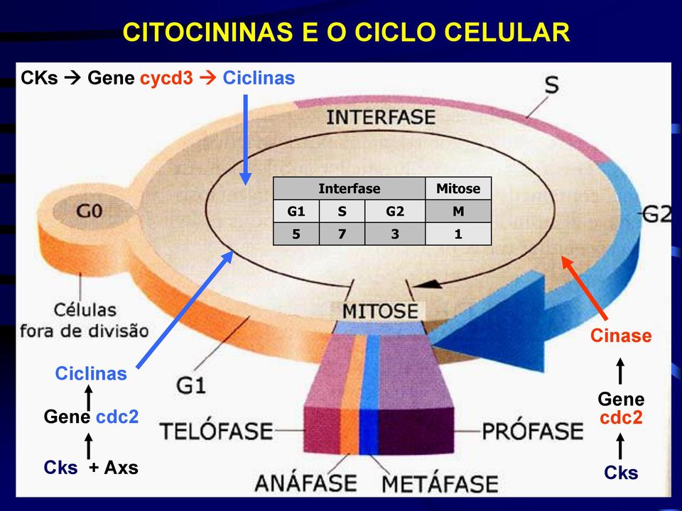 Mitose G1 S G2 M 5 7 3 1 Cinase