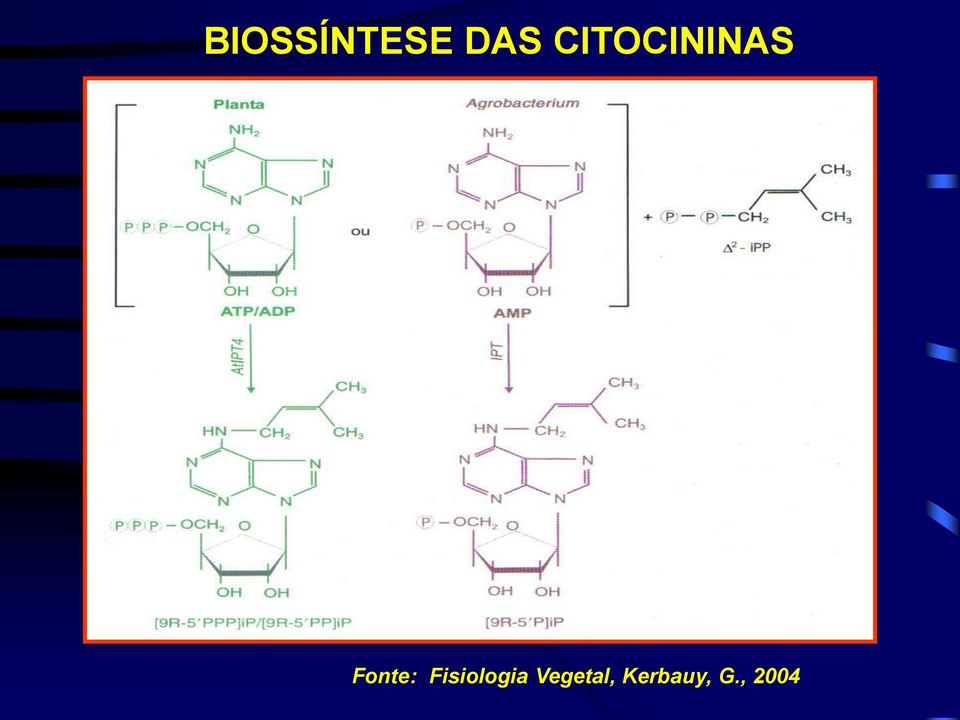 Fonte: Fisiologia