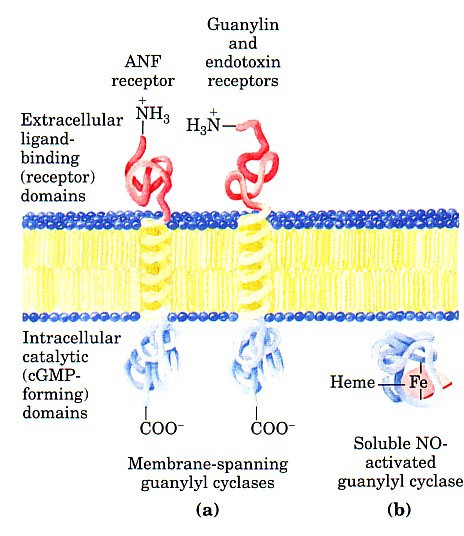 RECEPTORES MEMBRANARES Figura 9.