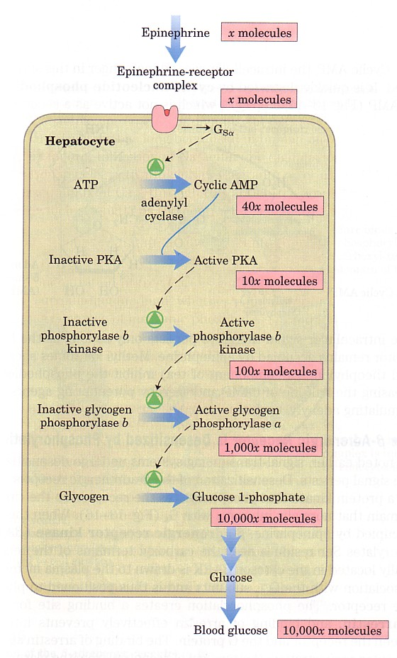 RESPOSTA HORMONAL Nereide Magalhães, DBioq, UFPE Figura 11.