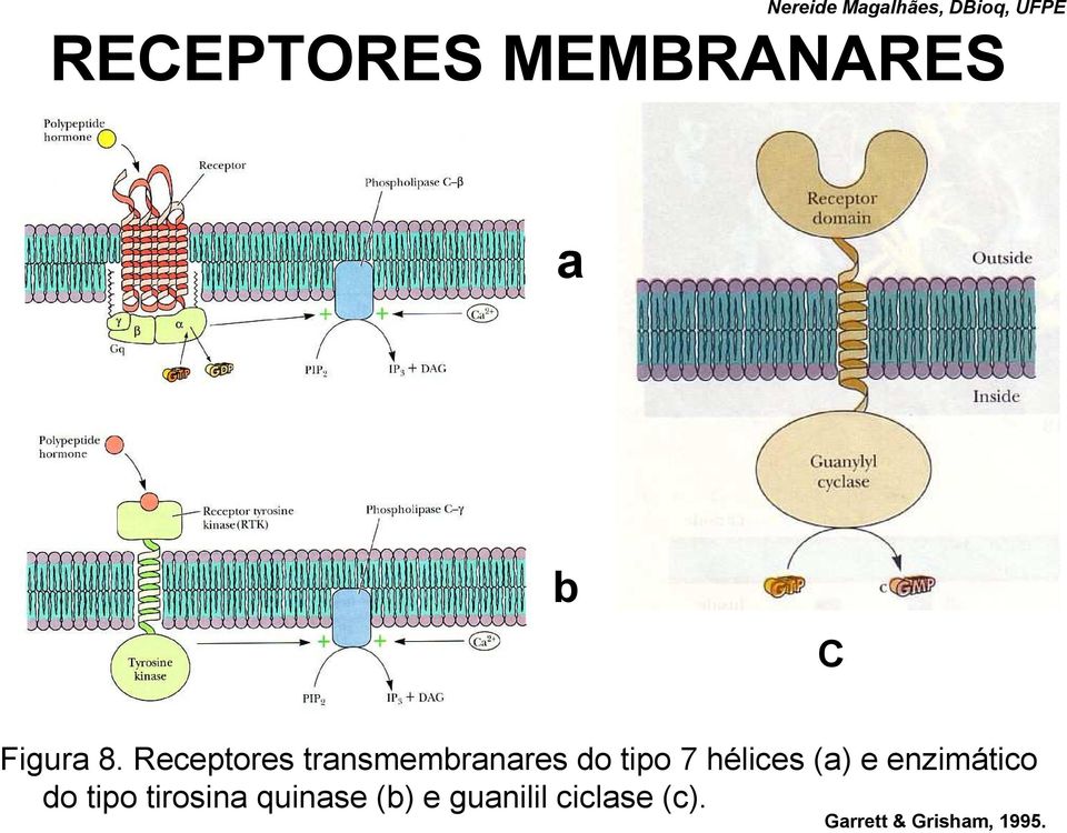 hélices (a) e enzimático do tipo tirosina