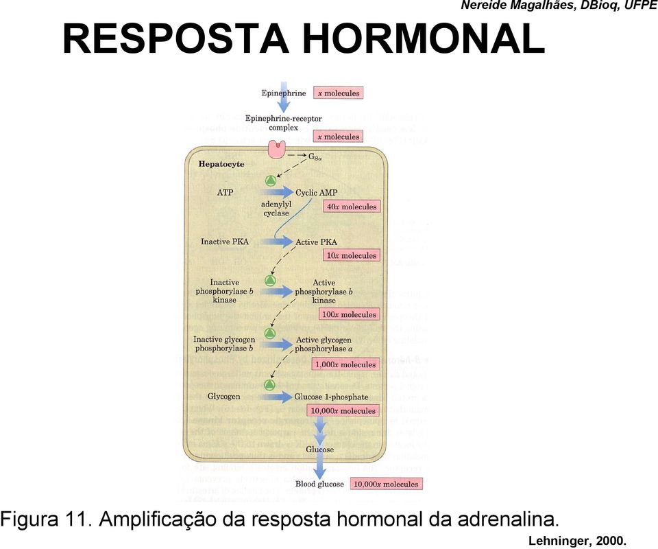 11. Amplificação da resposta