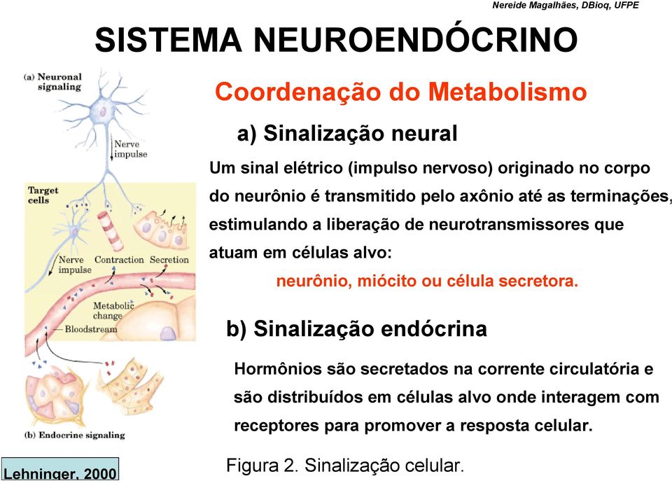 neurônio, miócito ou célula secretora.