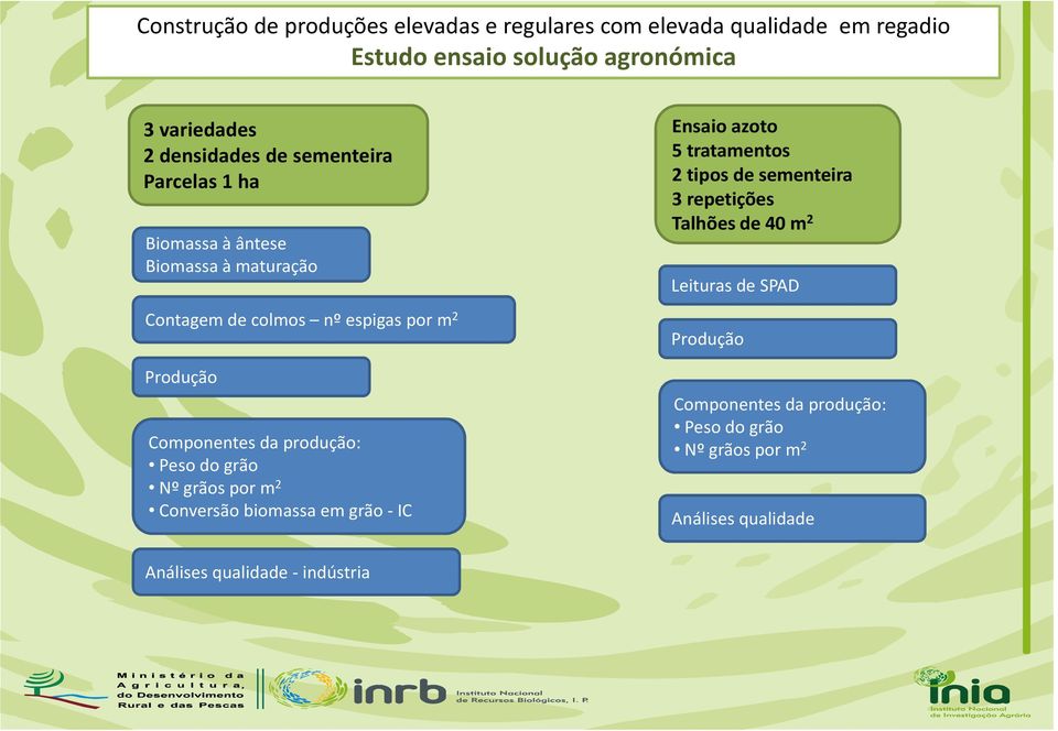 produção: Peso do grão Nº grãos por m 2 Conversão biomassa em grão -IC Ensaio azoto 5 tratamentos 2 tipos de sementeira 3 repetições