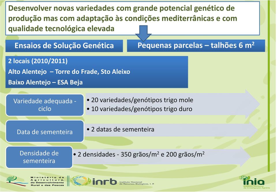 Torre do Frade, StoAleixo Baixo Alentejo ESA Beja Variedade adequada - ciclo 20 variedades/genótipos trigo mole 10