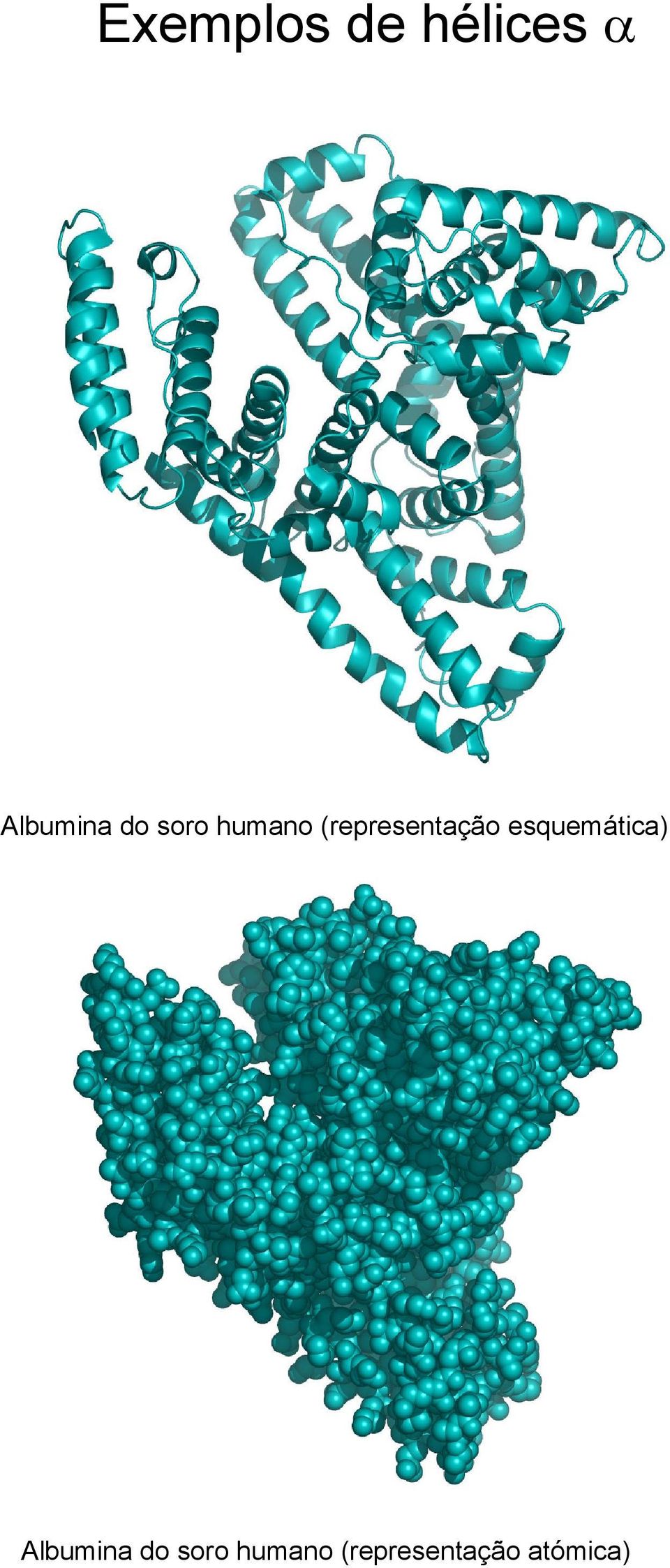 esquemática) Albumina 