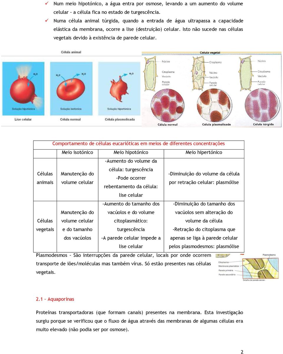 Isto não sucede nas células vegetais devido à existência de parede celular.