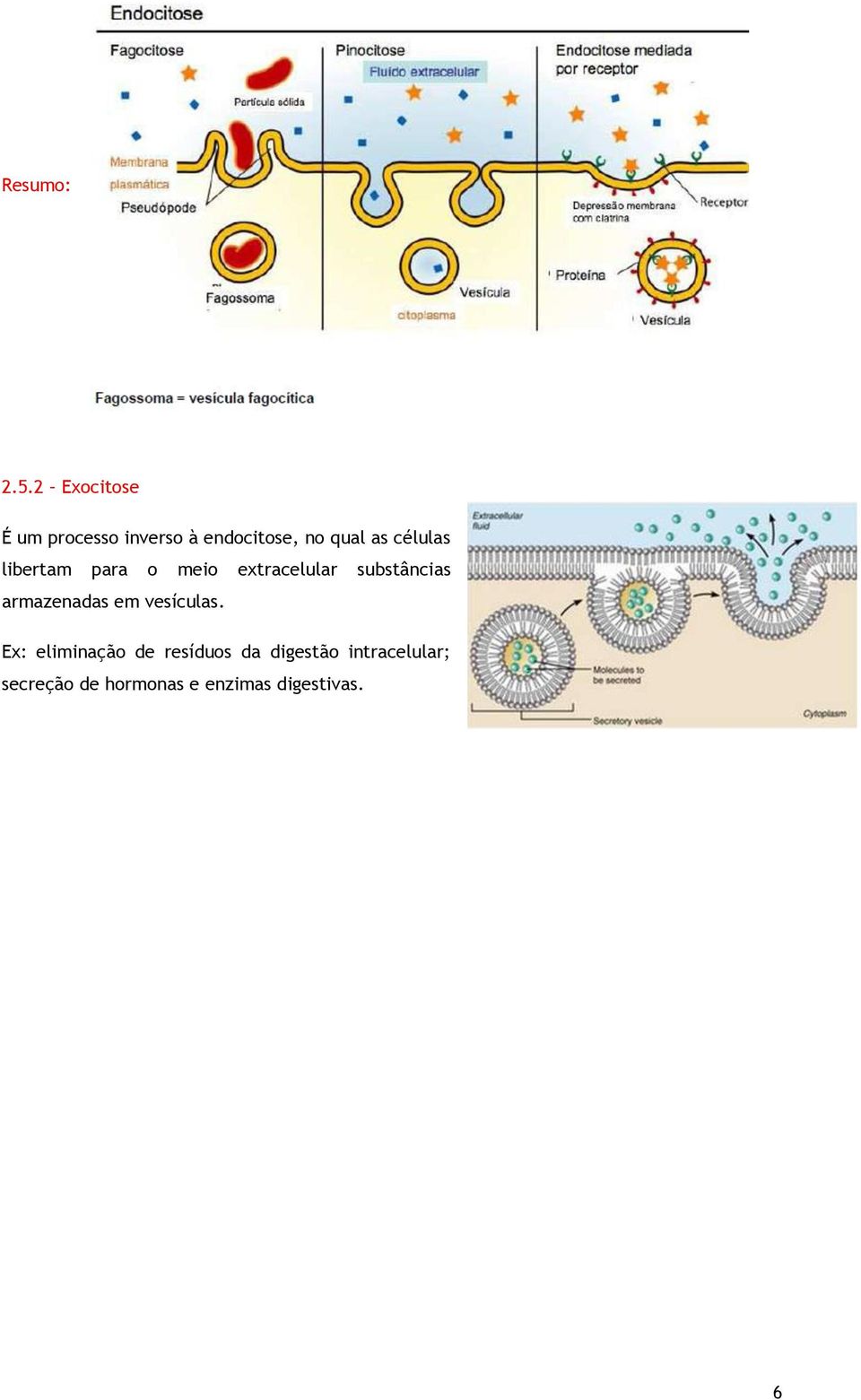 células libertam para o meio extracelular substâncias