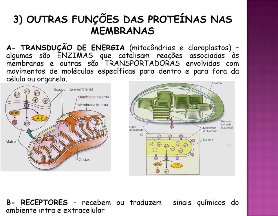 TRANSPORTADORAS envolvidas com movimentos de moléculas específicas para dentro e para fora da