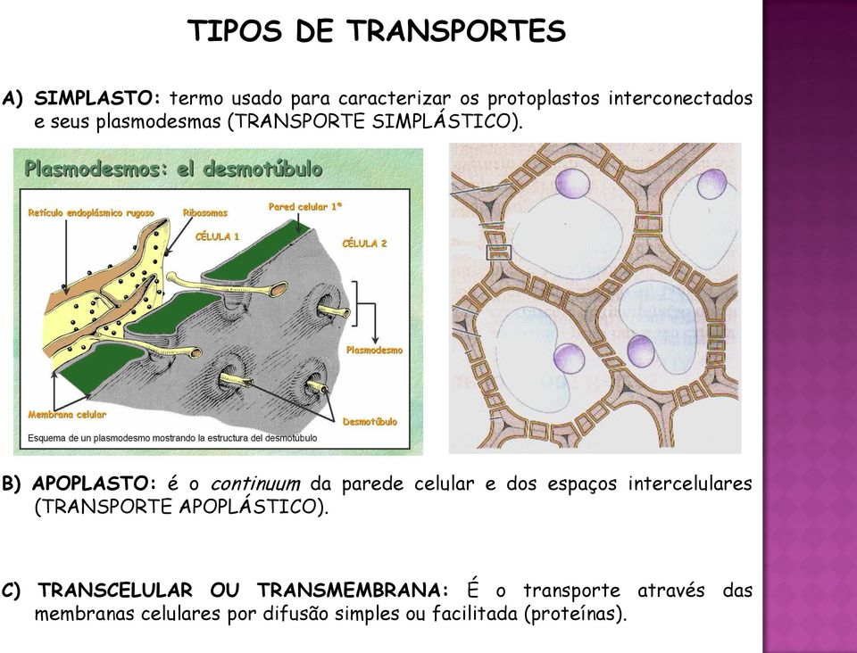 B) APOPLASTO: é o continuum da parede celular e dos espaços intercelulares (TRANSPORTE