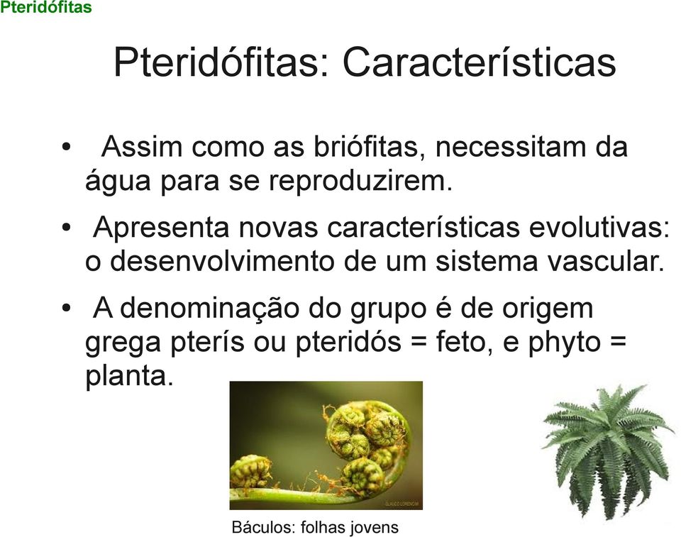 Apresenta novas características evolutivas: o desenvolvimento de um sistema