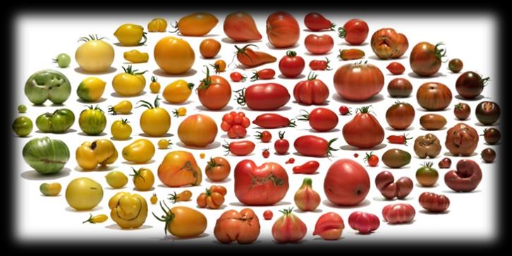 Origem e domesticação 1. Local de origem do tomate (parte ocidental da América do Sul); 2. Rota migratória do tomate cereja silvestre; 3. Século VI: introdução de cultivares mexicanas na Europa; 4.