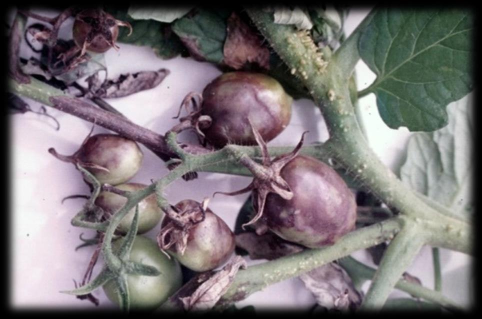 Aspectos históricos da agroindústria de tomate do Brasil: Fábricas PEIXE (A) (B) (A) Brigada de combate à requeima (Phytophthora infestans) que