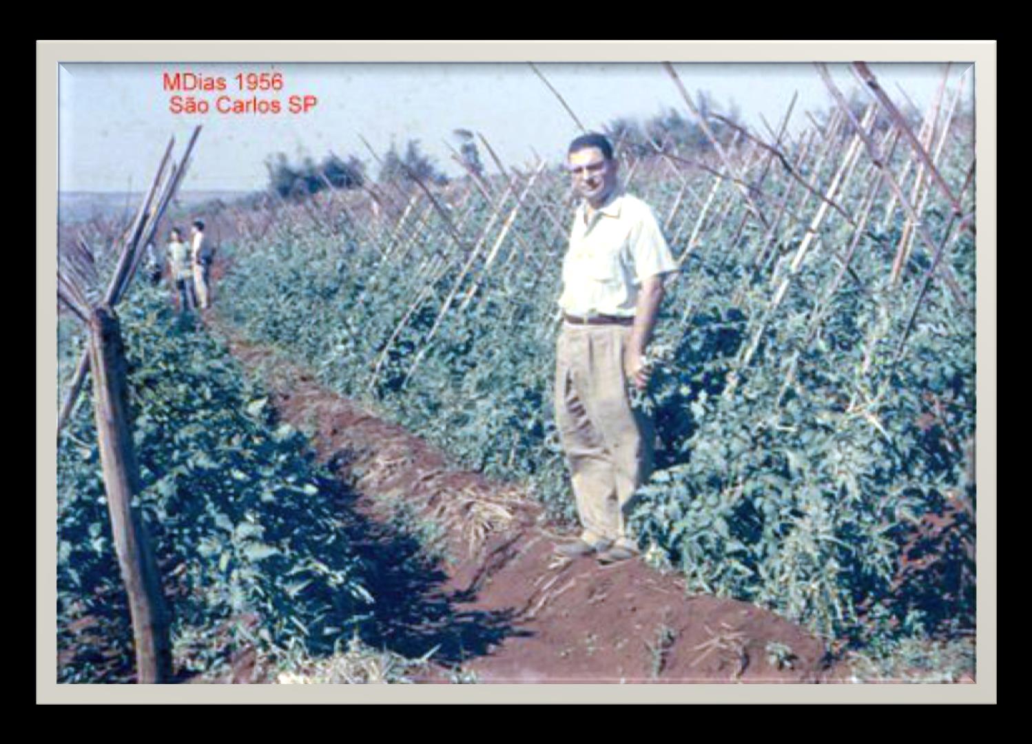 Aspectos históricos da agroindústria de tomate do