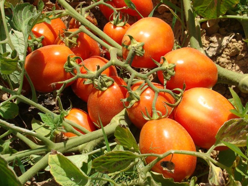 Ciclos do setor agroindustrial de tomate no Brasil IPA -